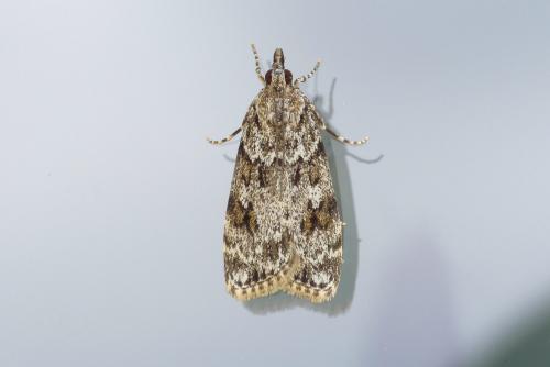 Scoparia (ambigualis-basistrigalis)